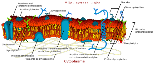 500px-Cell_membrane_detailed_diagram_fr.png, oct. 2009 500px-Cell_membrane_detailed_diagram_fr.png