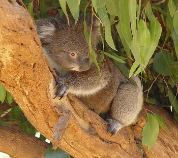 koala, déc. 2009 koala